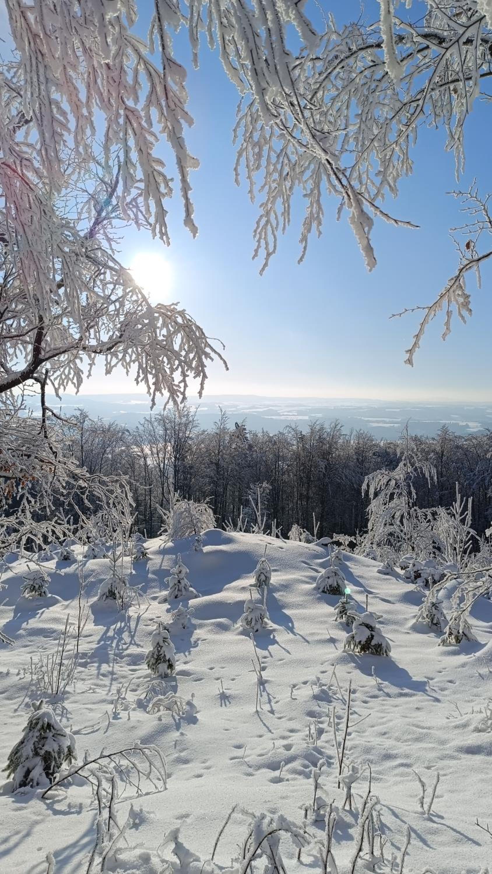 Chaloupka pod lípou
