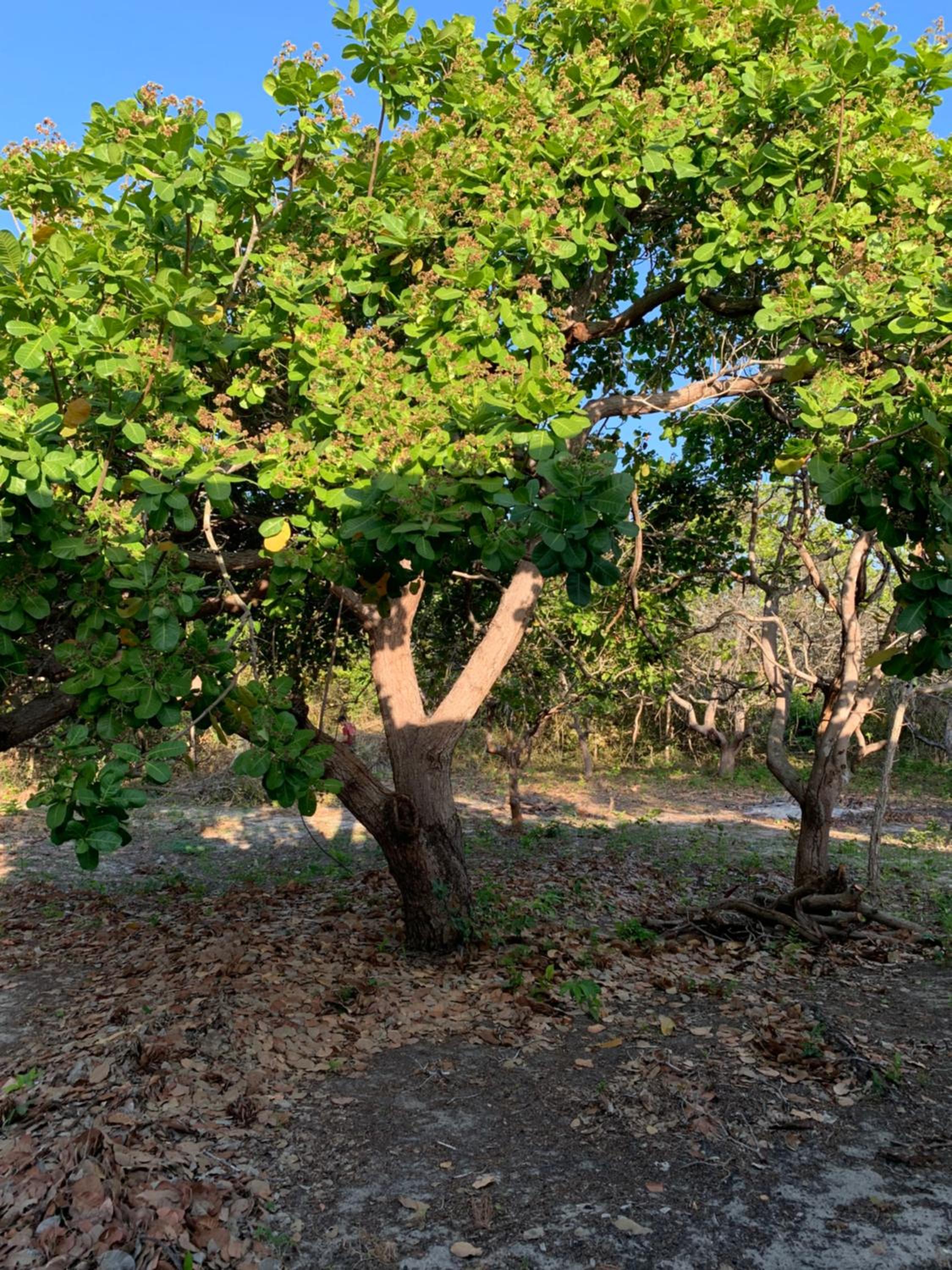 Canto dos passaros