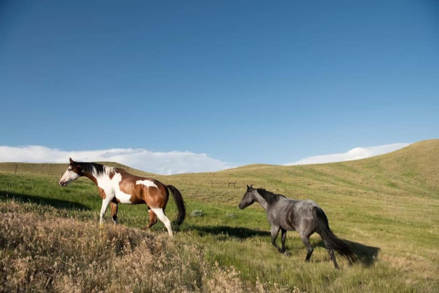 Saddlehorn Ranch