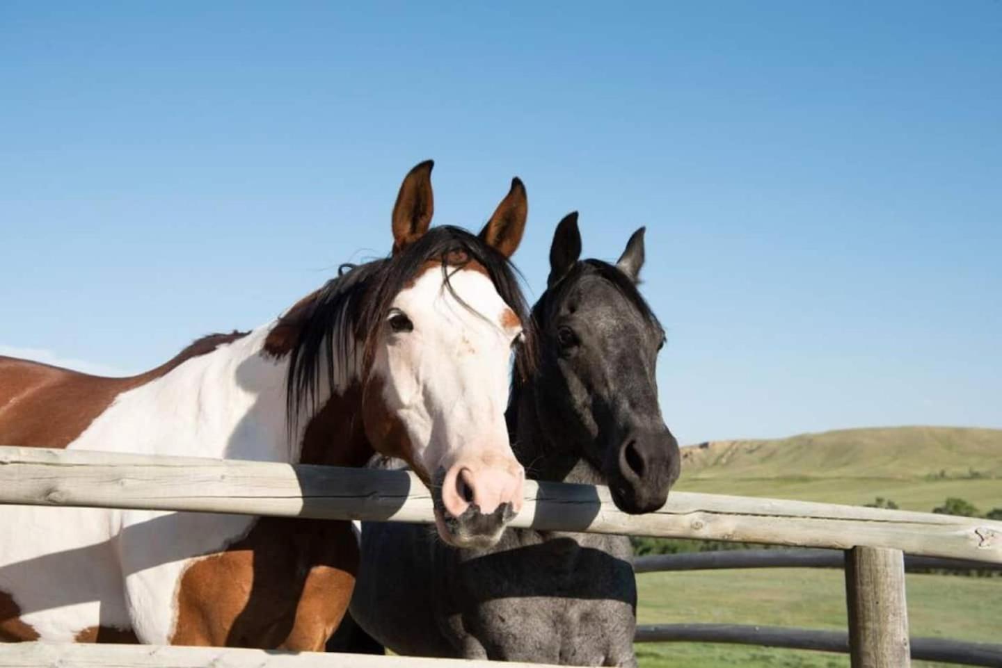 Saddlehorn Ranch