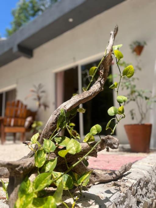 Casa Dharma view 3