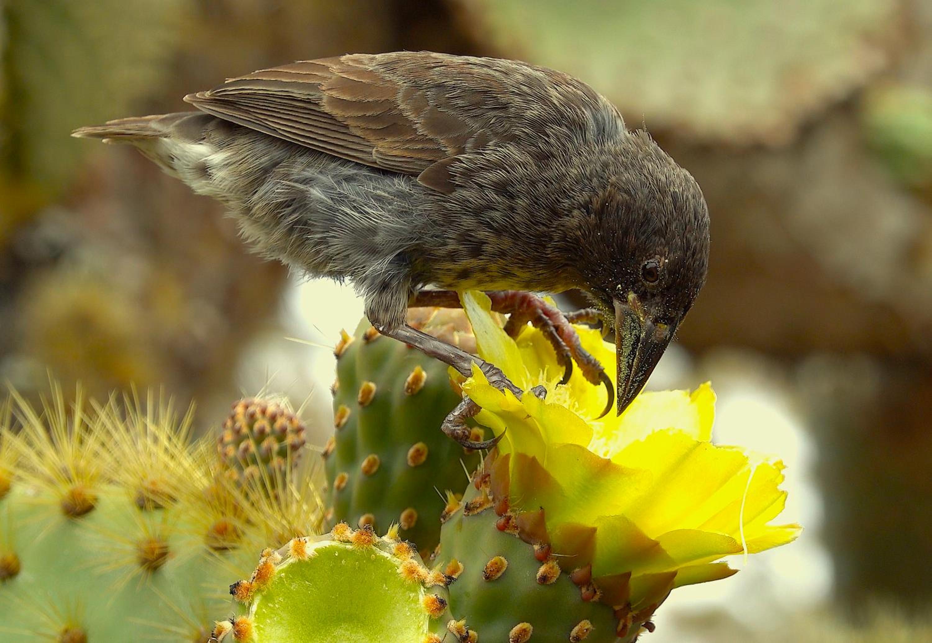 Quiet Guest House with Gardens and Galapagos wild life