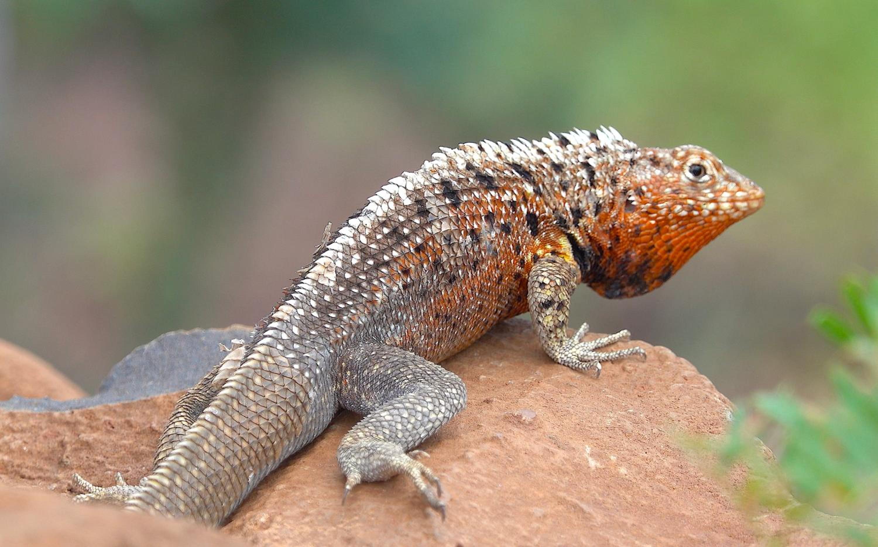 Quiet Guest House with Gardens and Galapagos wild life