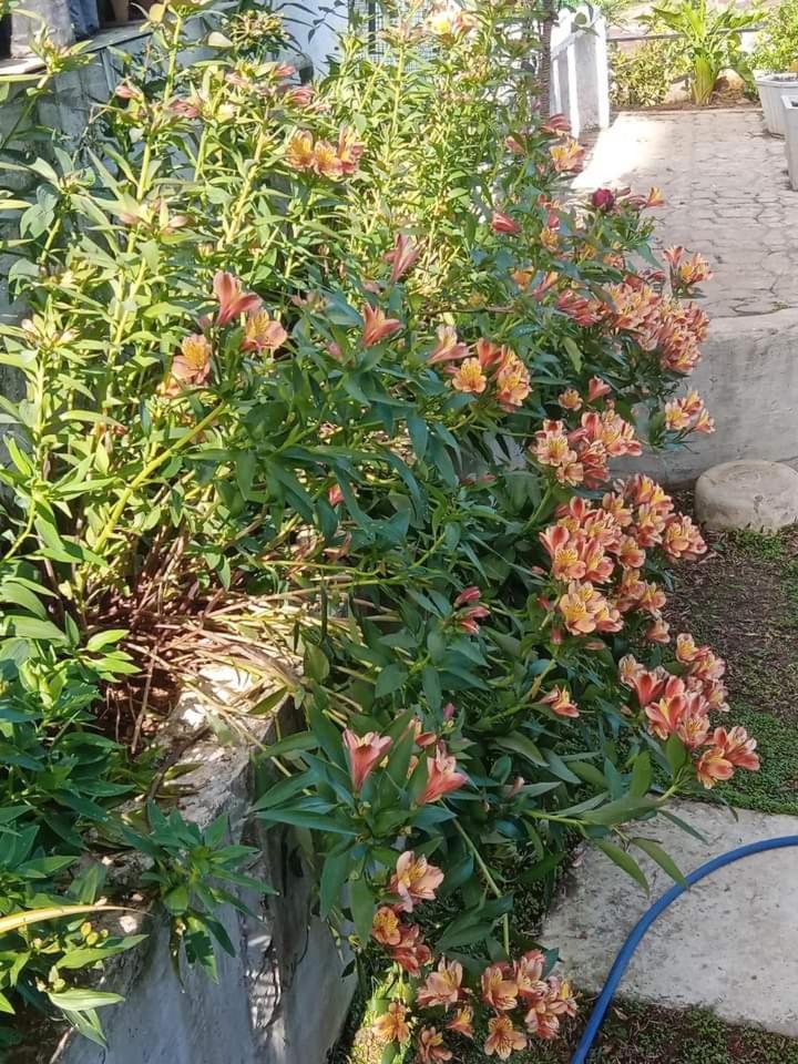 Photo 27