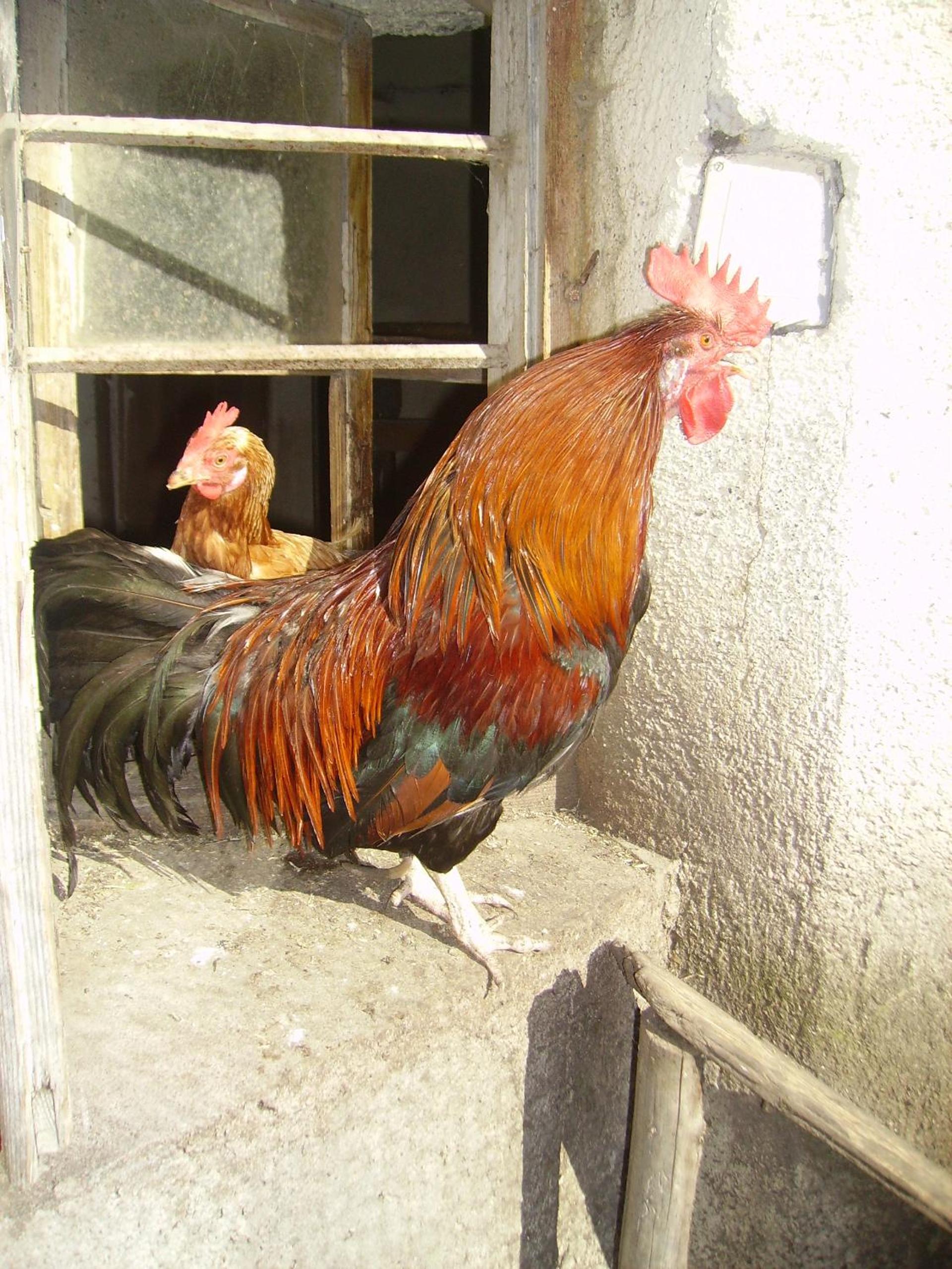 Binderhof