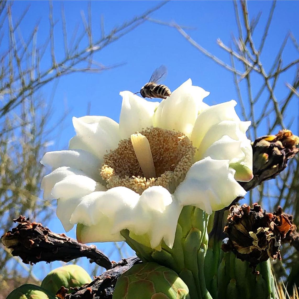 The Nest in Ventana Canyon