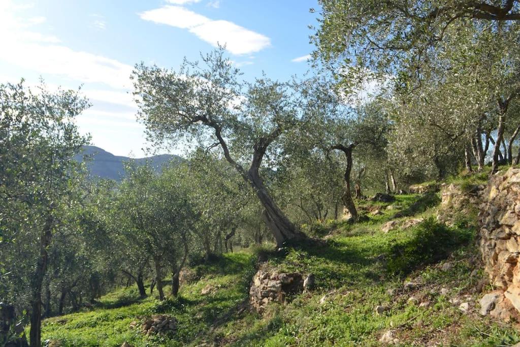 La Lucertola