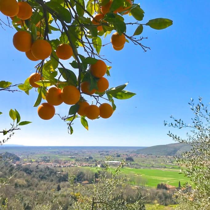 La Lucertola