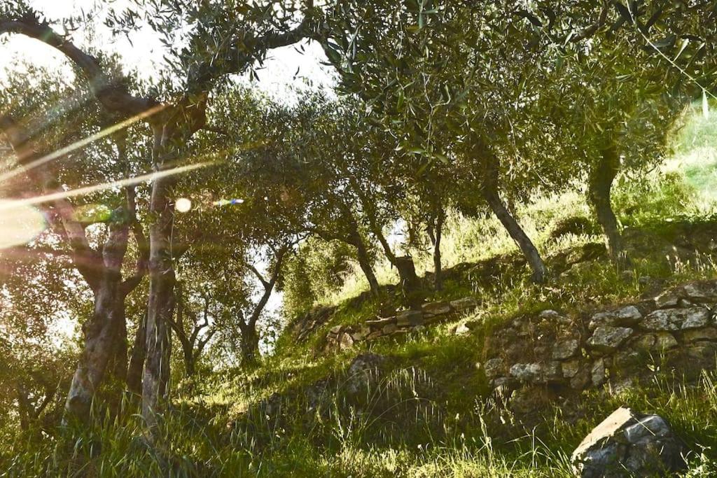 La Lucertola