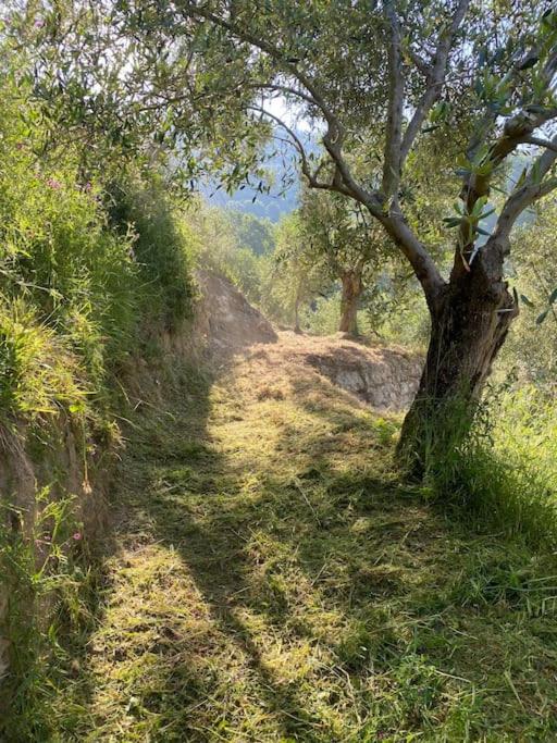 La Lucertola