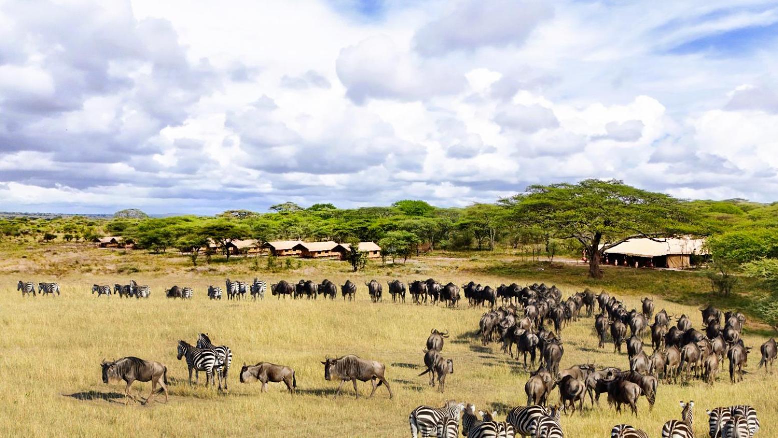 Africa Safari Serengeti Kusini