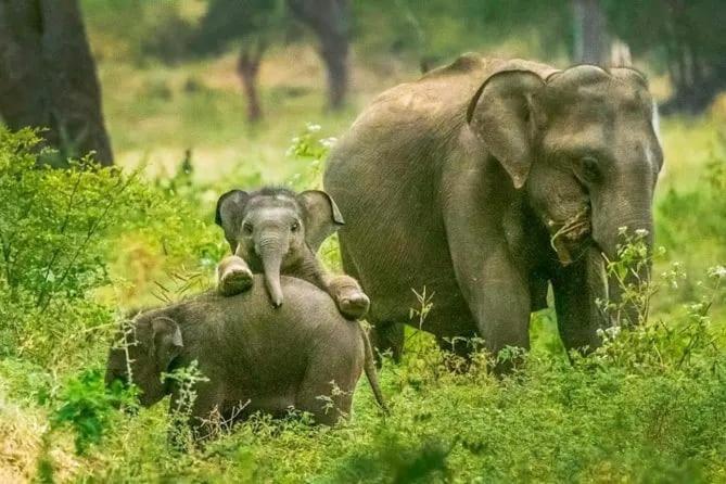 Elephant Safari Lodge