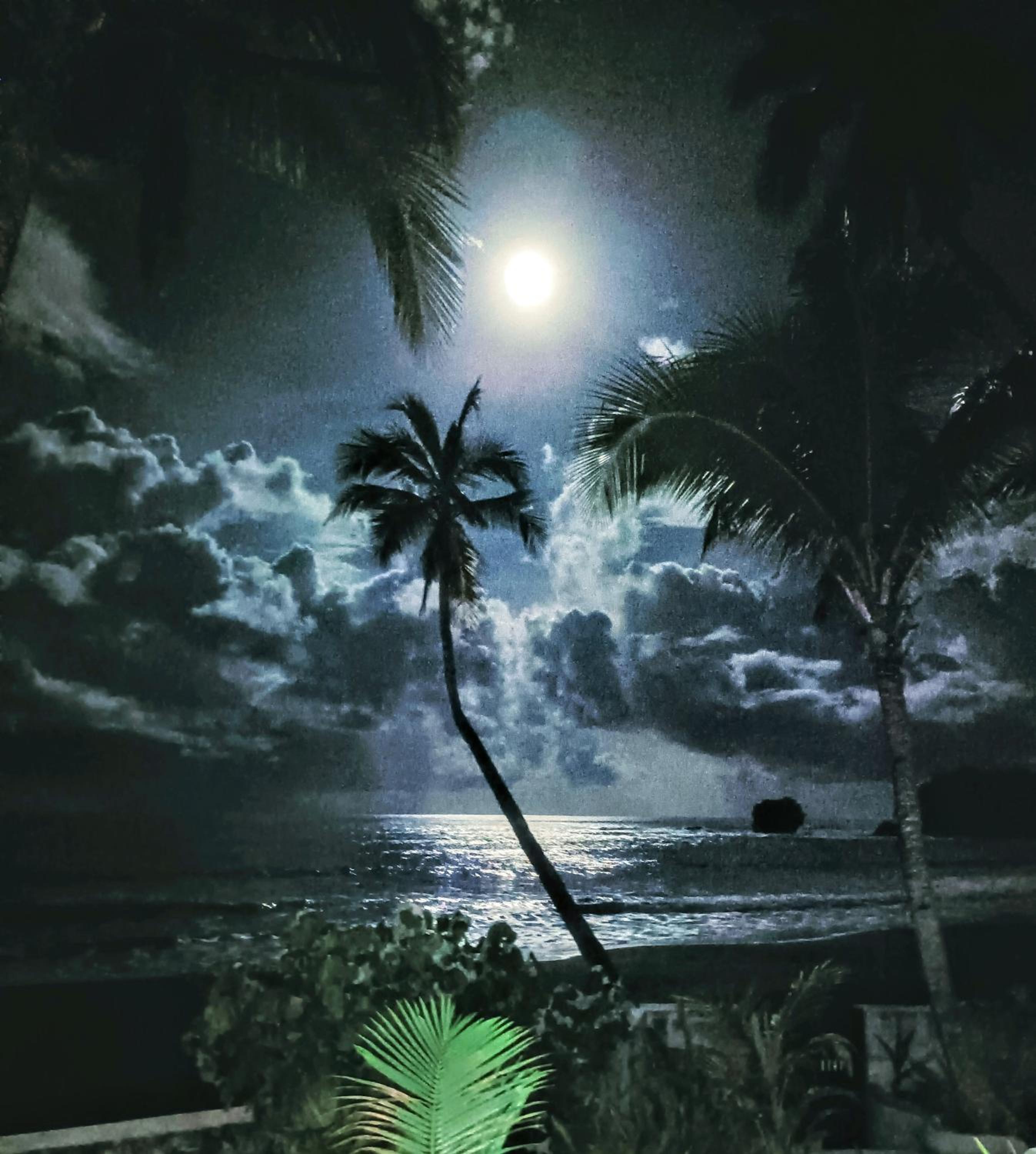 Earthsea Surf Garden Omawas