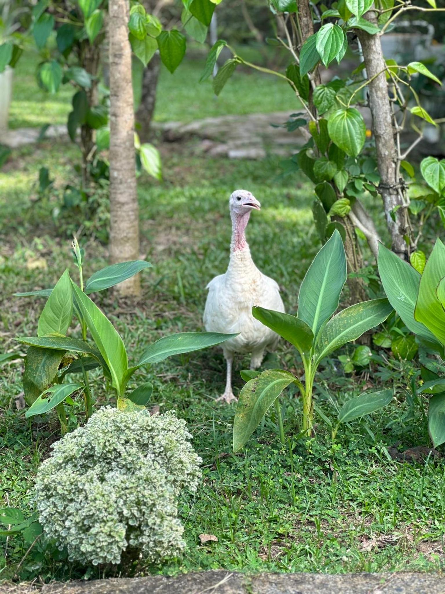 Suriya Homestay