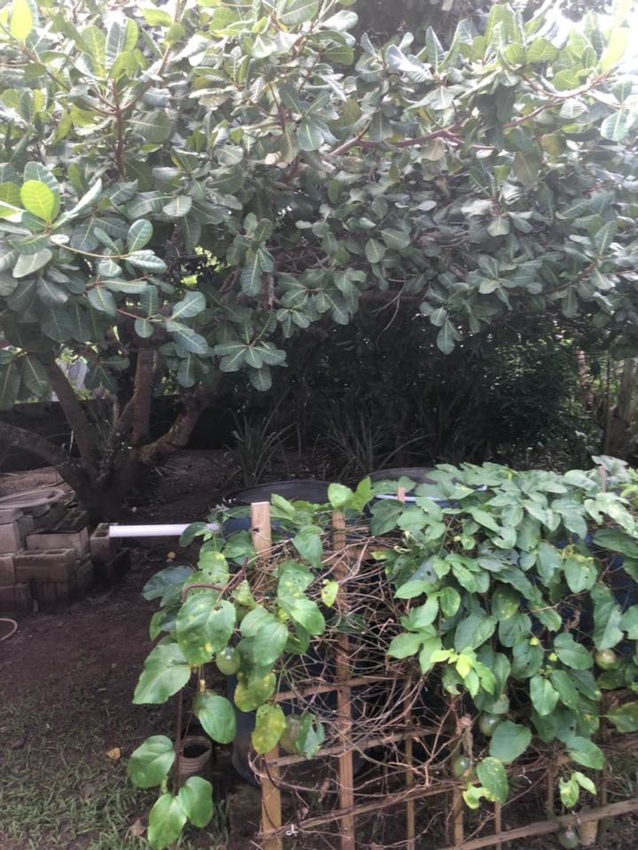 Butterfly Villa