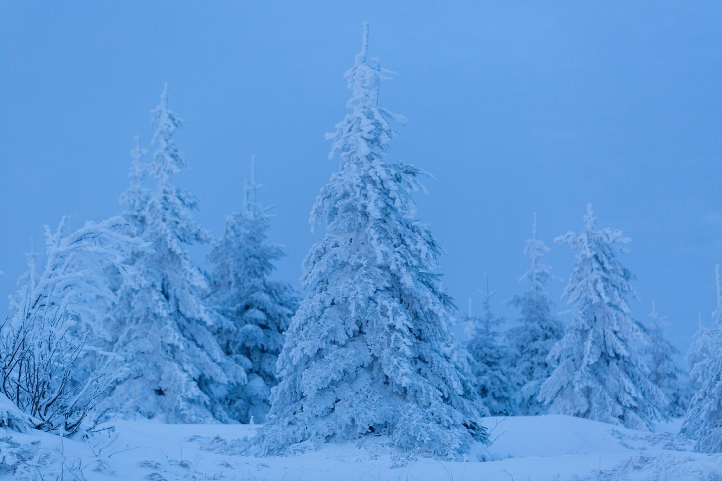 Ferienhaus im Bayerischen Wald - 