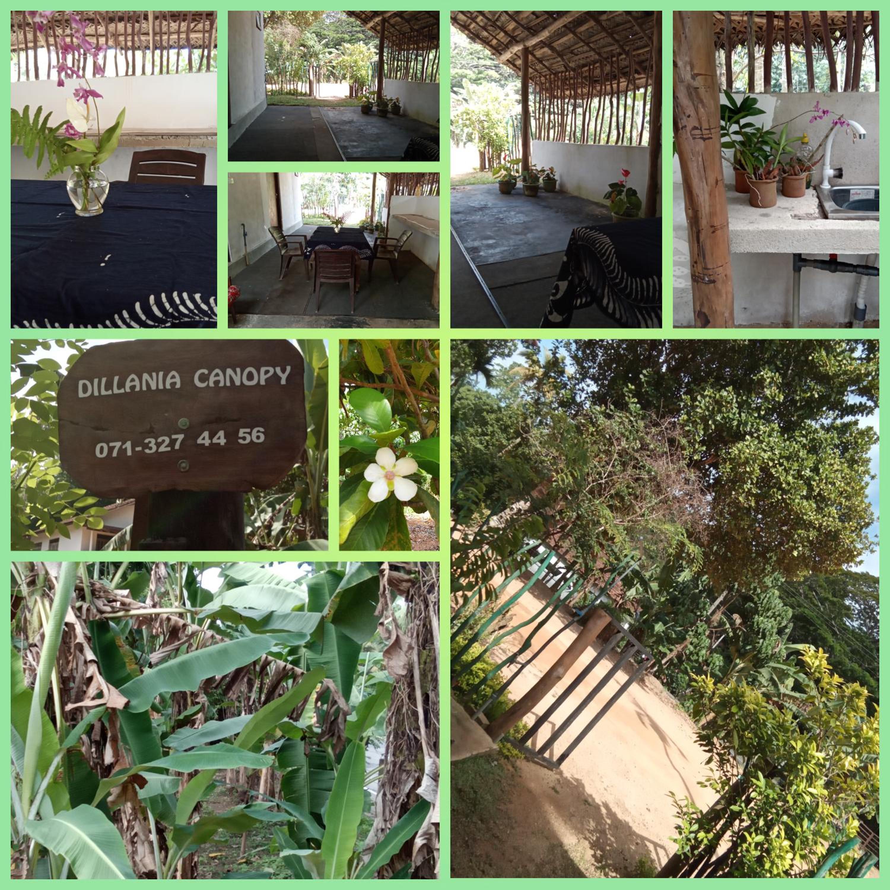 Dillenia canopy