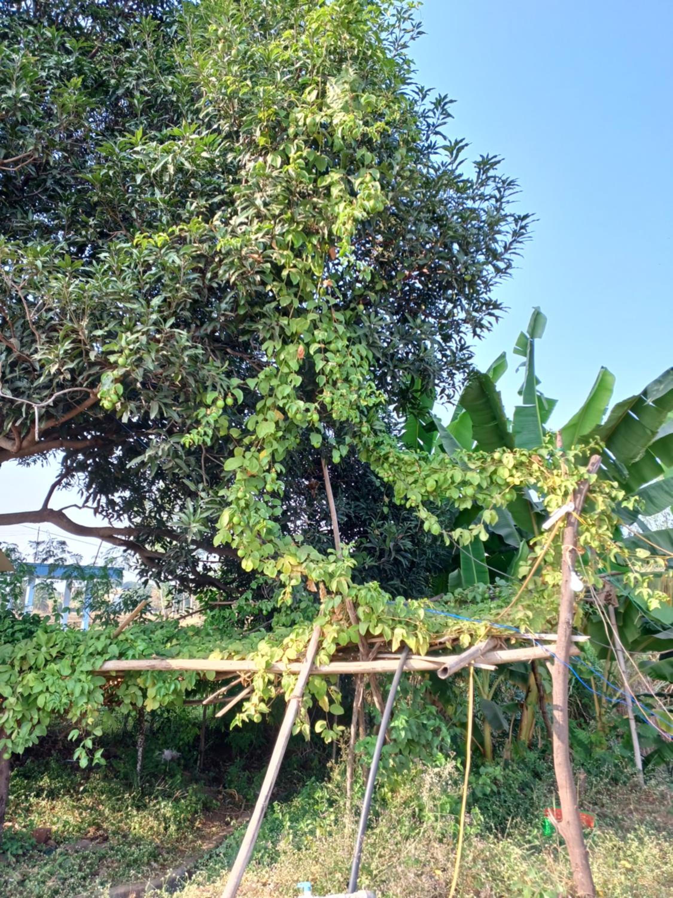 Gaushala and Cow Dung-Based Product Tourism view 3