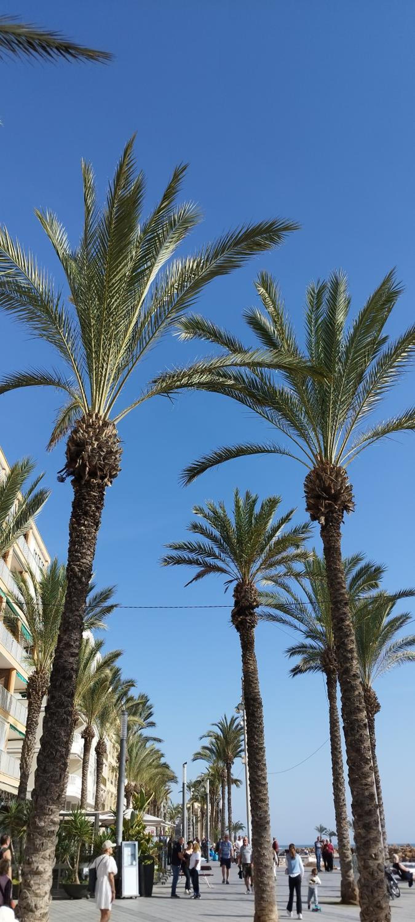 Seaview Torrevieja CityCenter CuraBeach 50m Apartment
