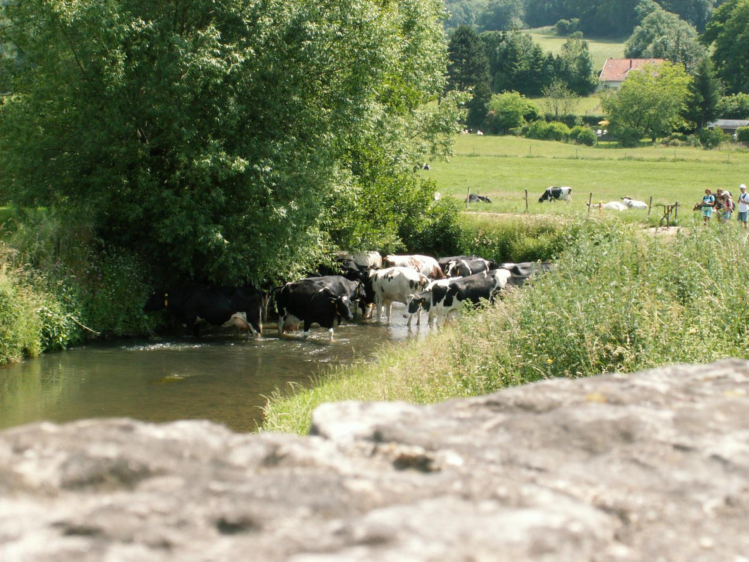 Photo 8