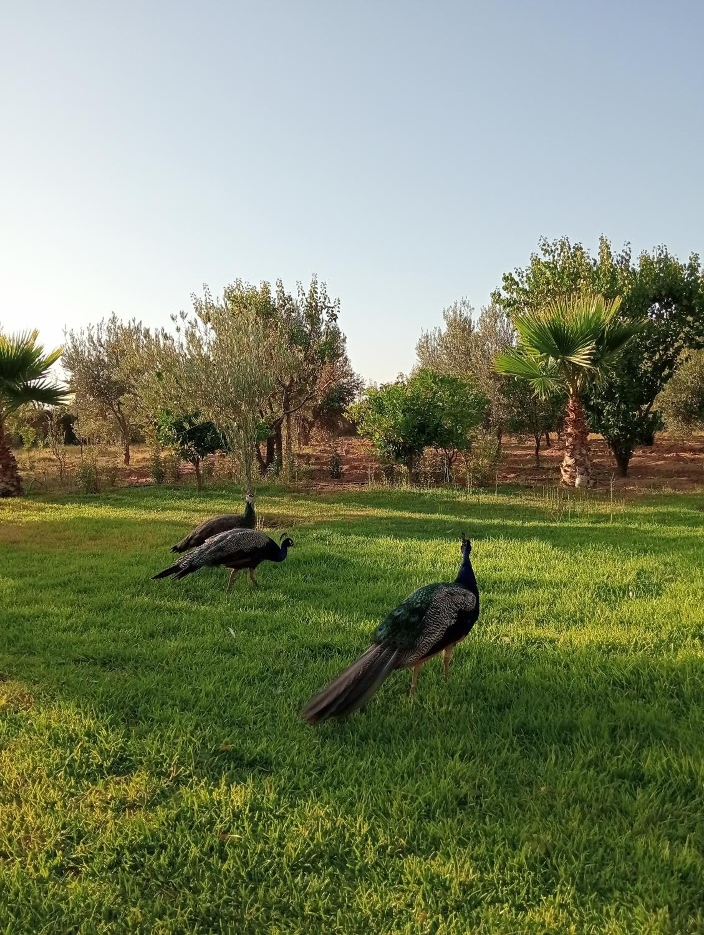 Jamarou