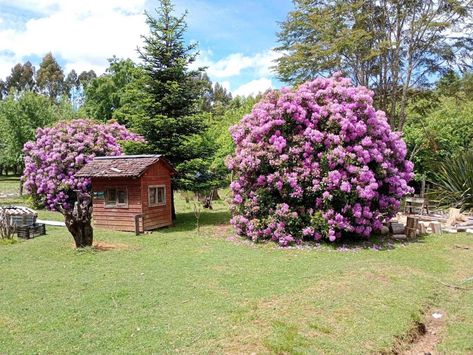 Cabaña de campo