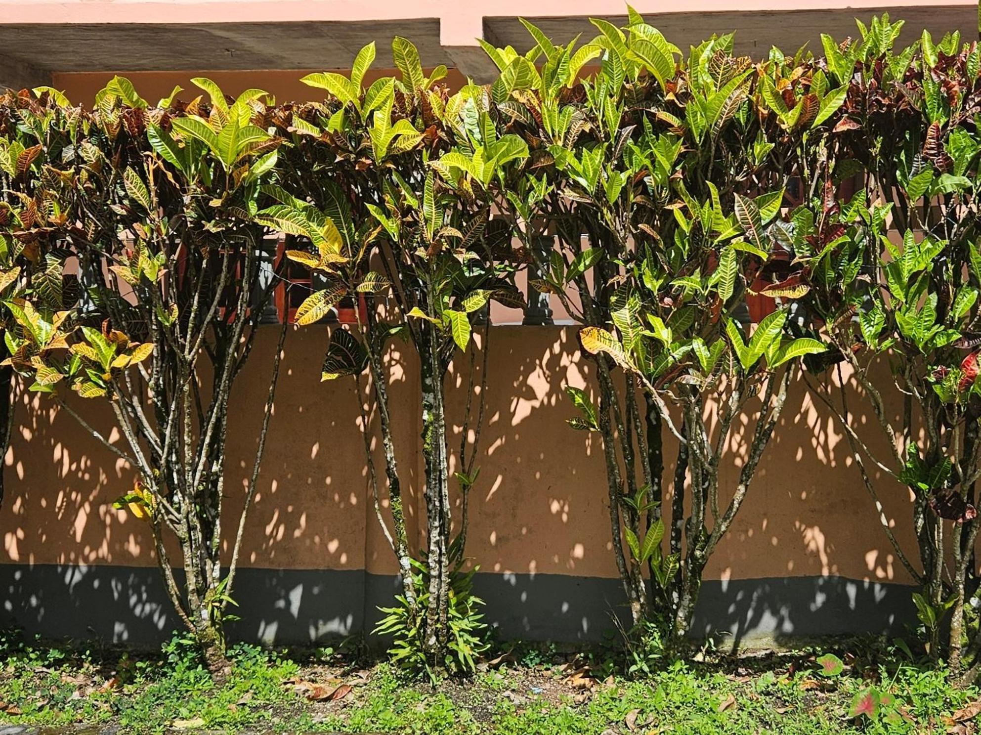 The Jungle Escape Apartment 02 view 4