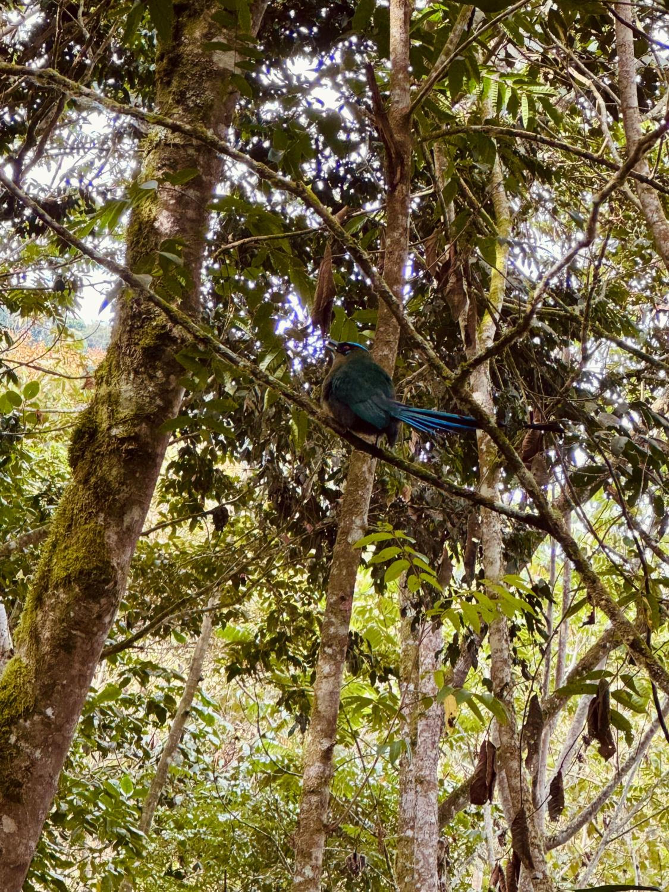 El Bosque - Lago Calima