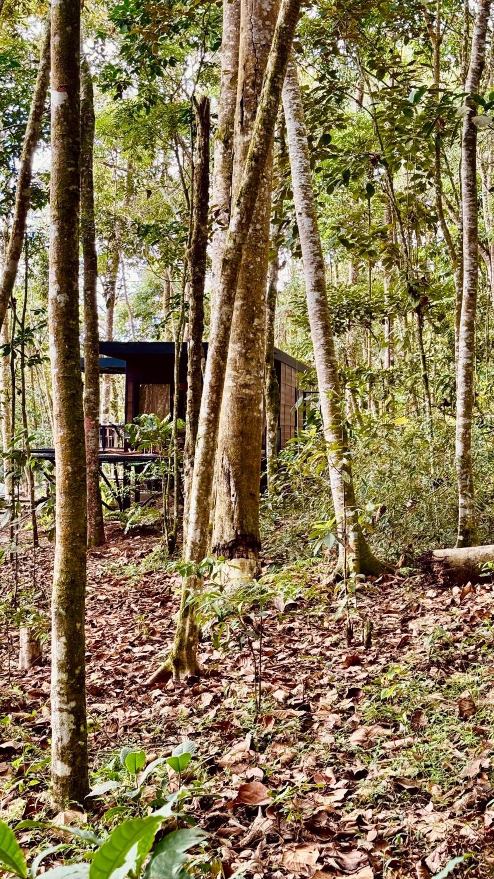 El Bosque - Lago Calima