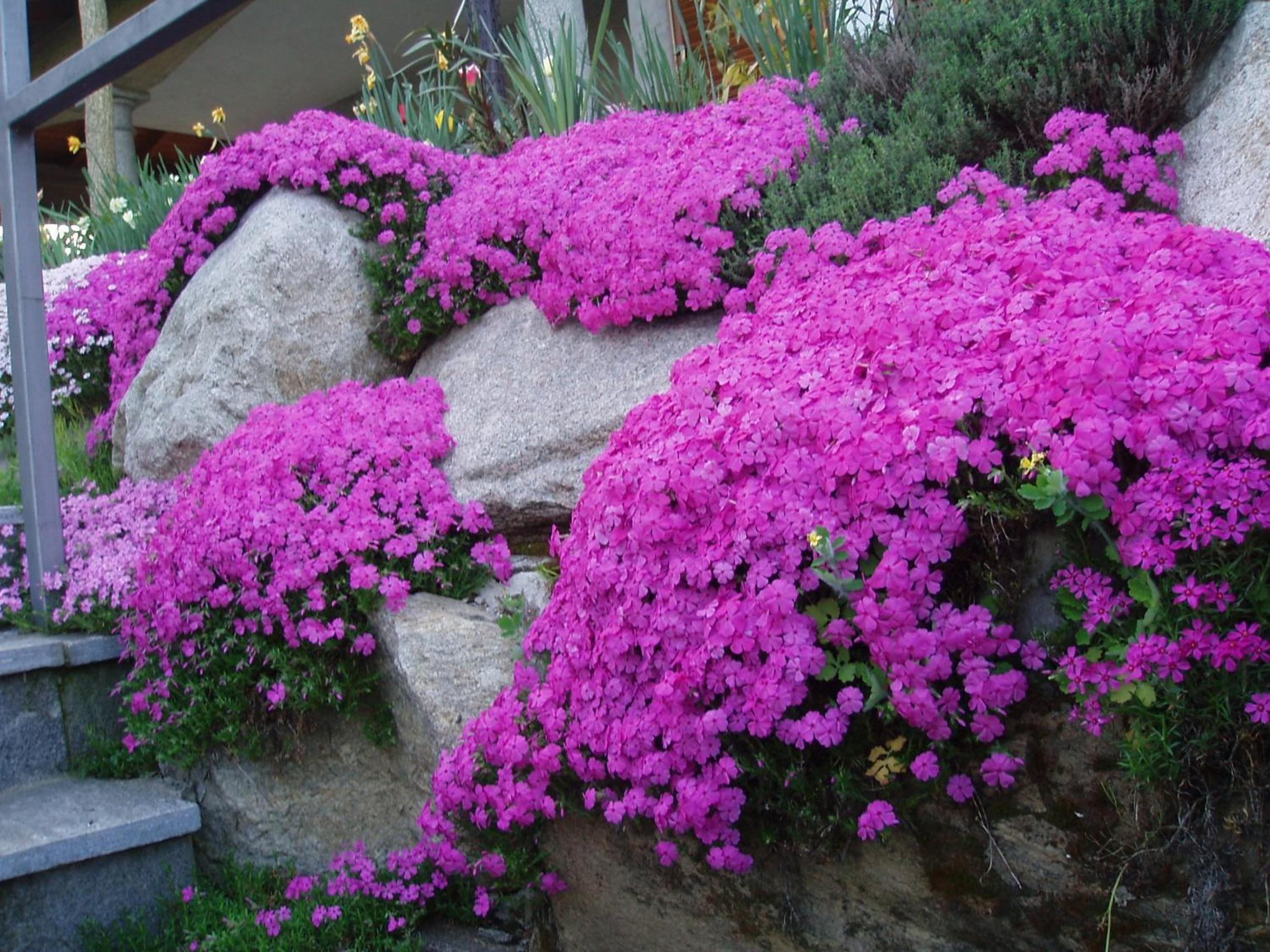Alla Camelia B&B