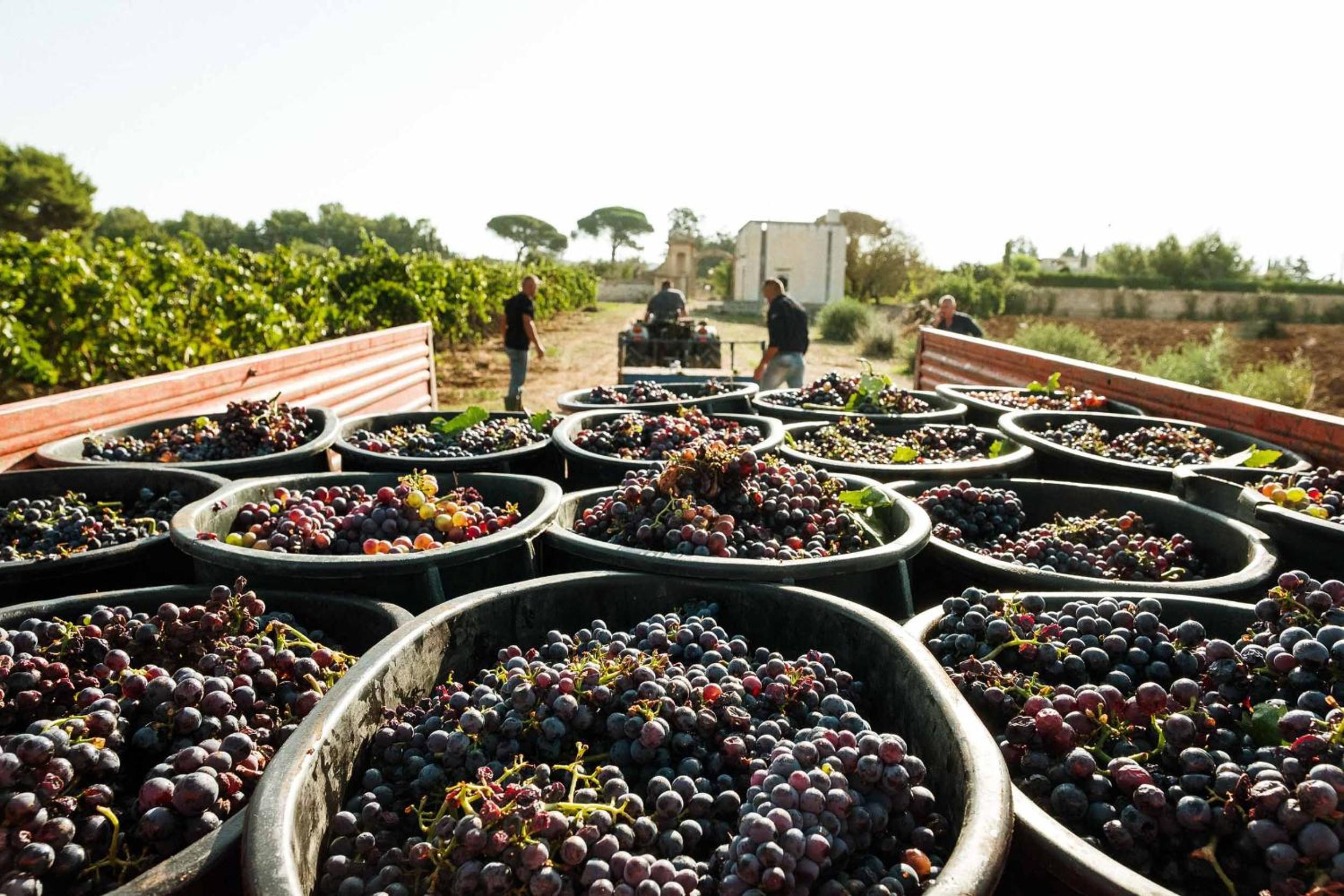 Tenuta Doxi
