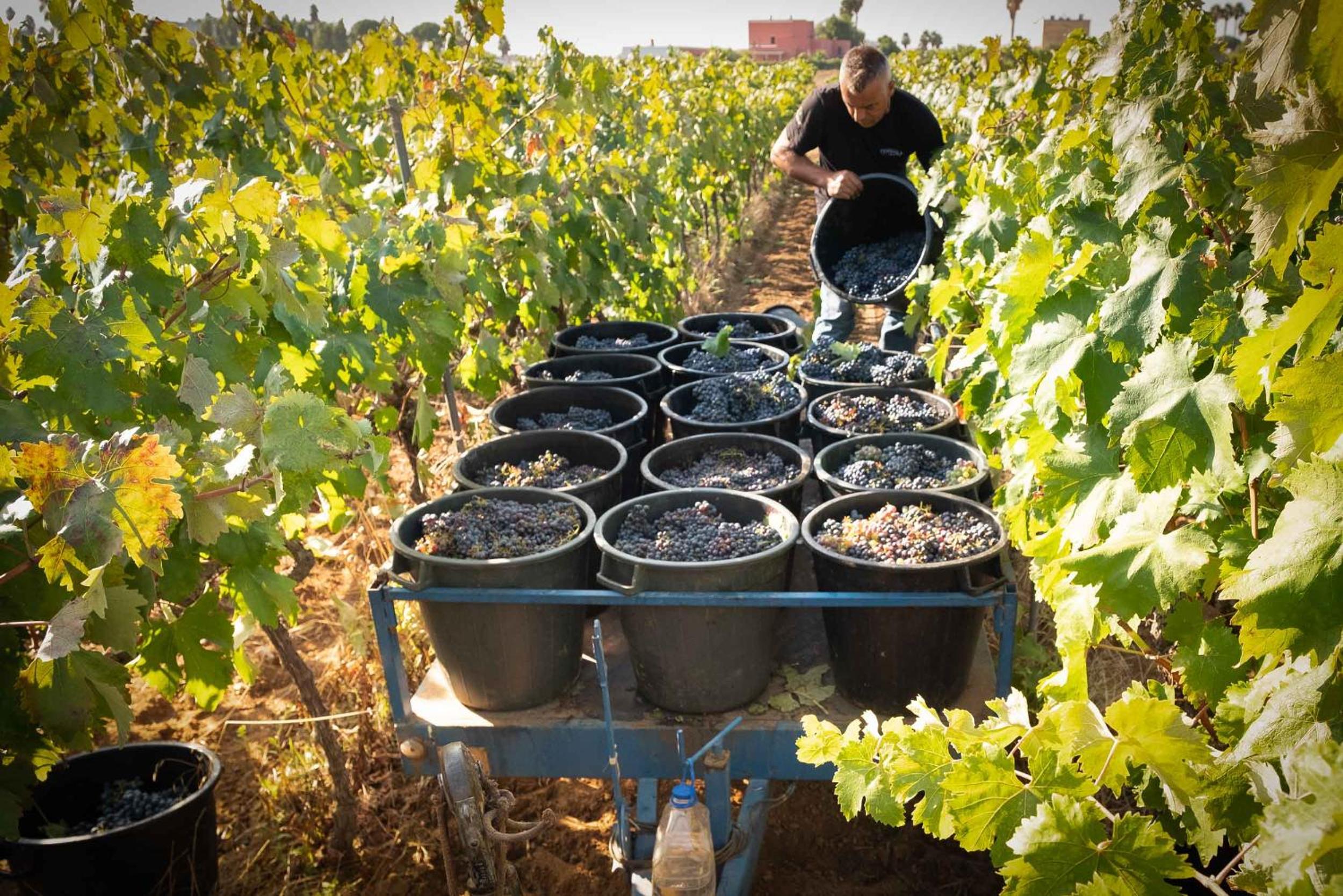 Tenuta Doxi