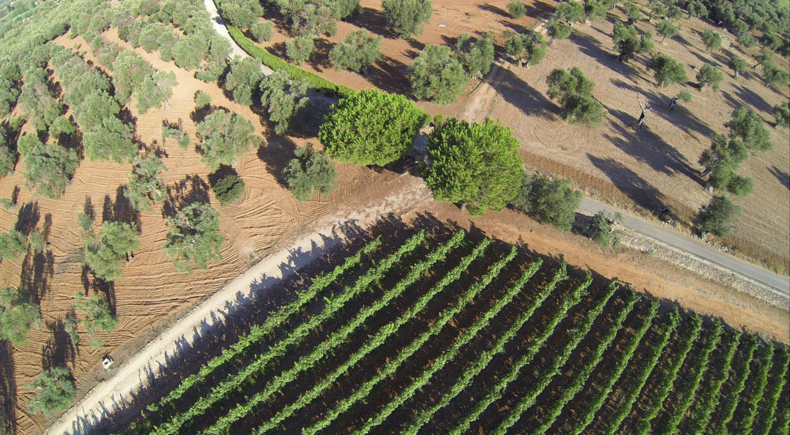 Tenuta Doxi