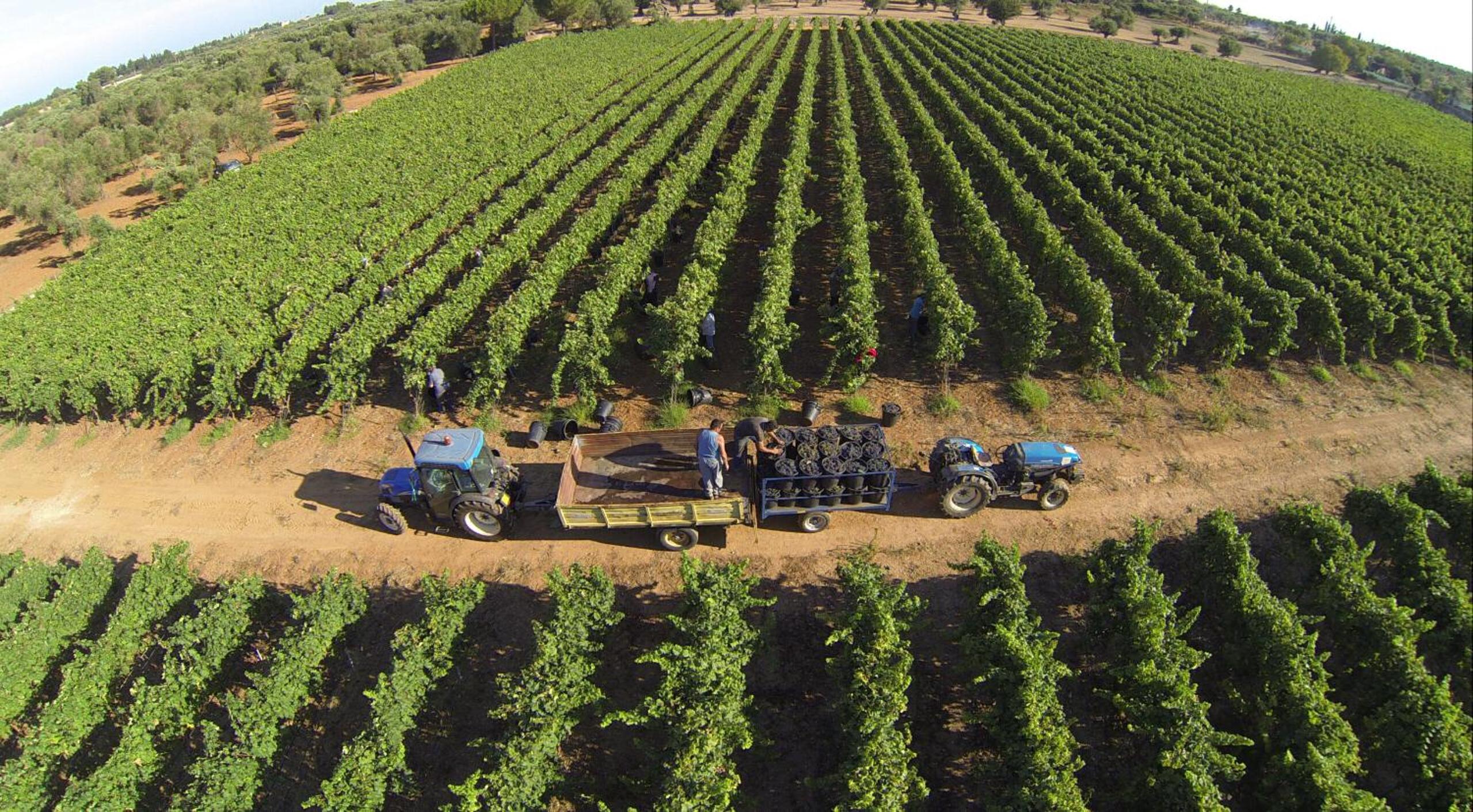 Tenuta Doxi