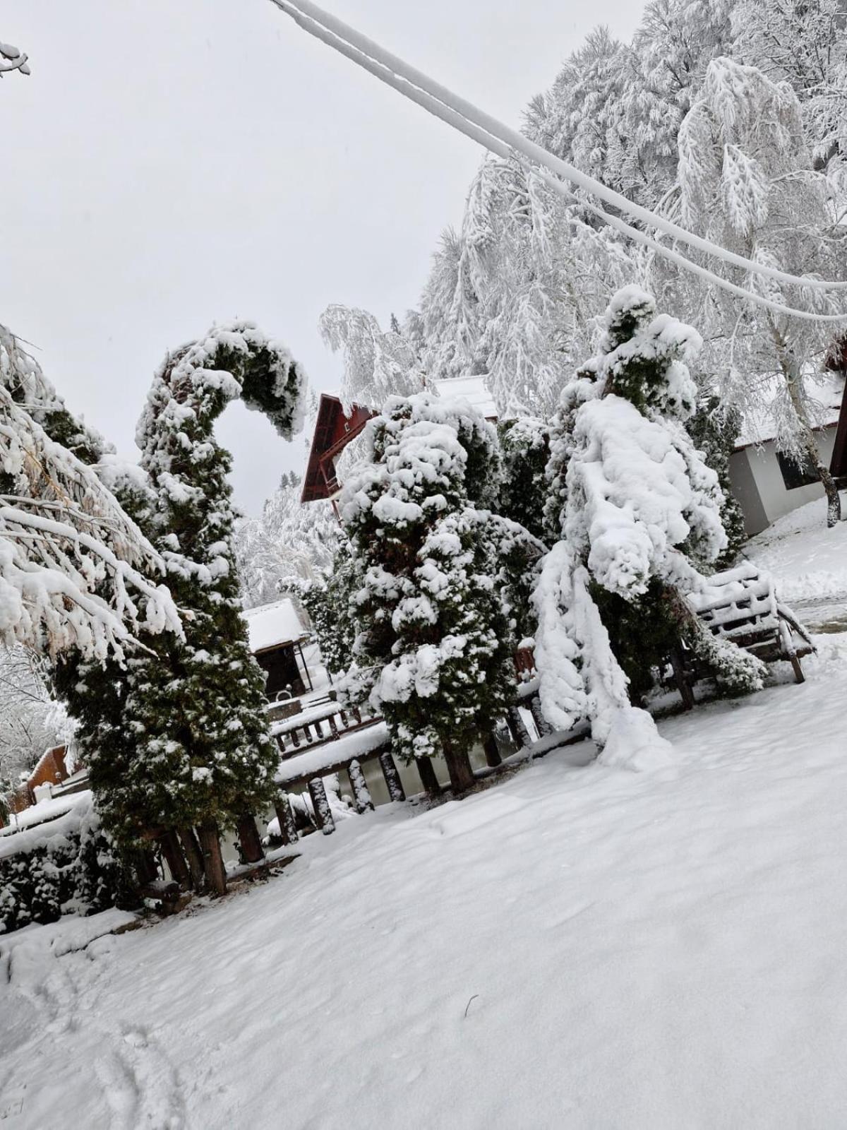 Rare Forest Retreat & Spa- Bran
