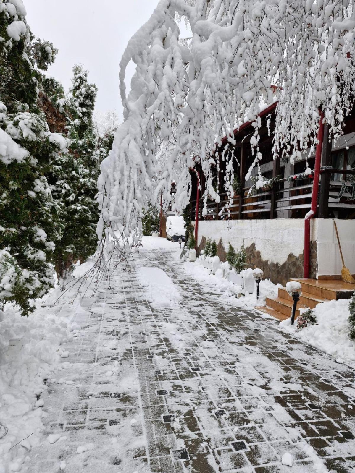 Rare Forest Retreat & Spa- Bran