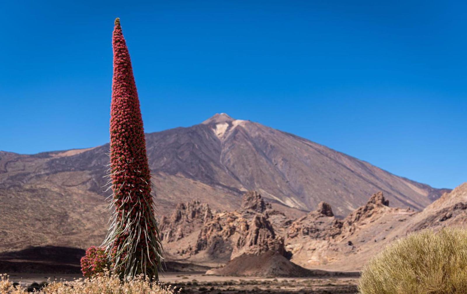 Kings Kapital Tenerife by Kensho Rentals