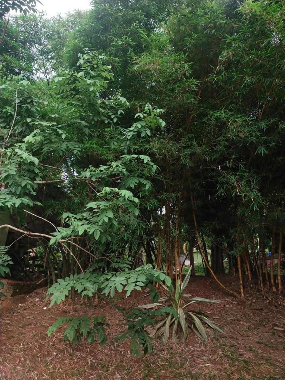 Ayurnest Pool Resort Wayanad view 5
