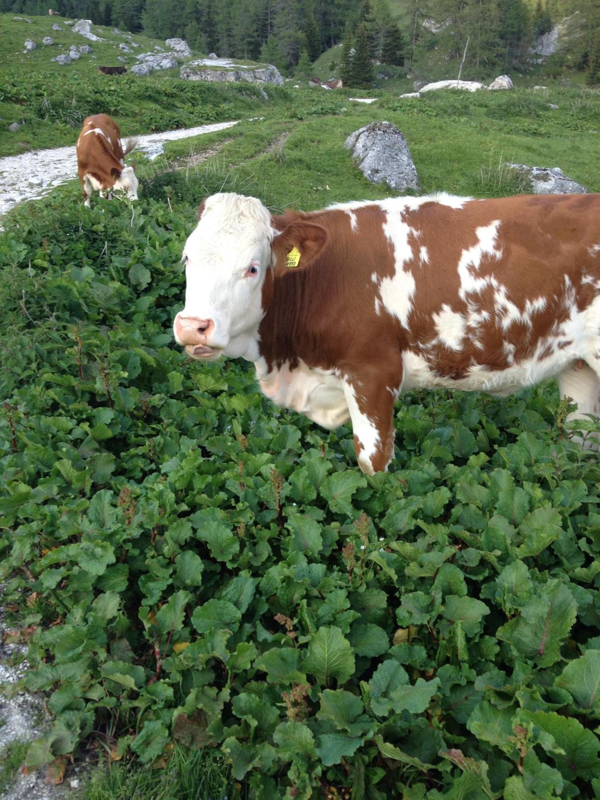 Le Ginestre view 4