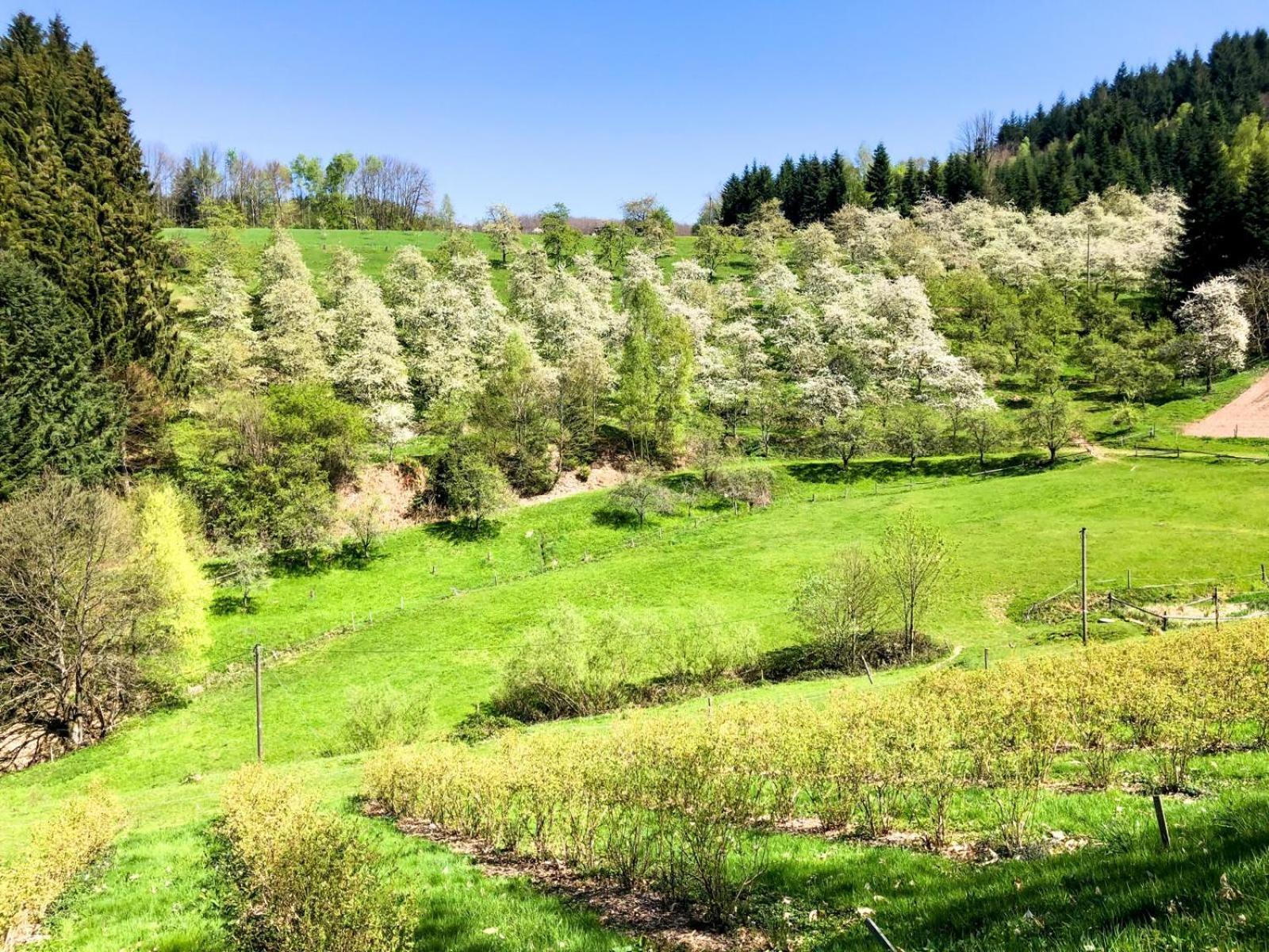 Wellehof