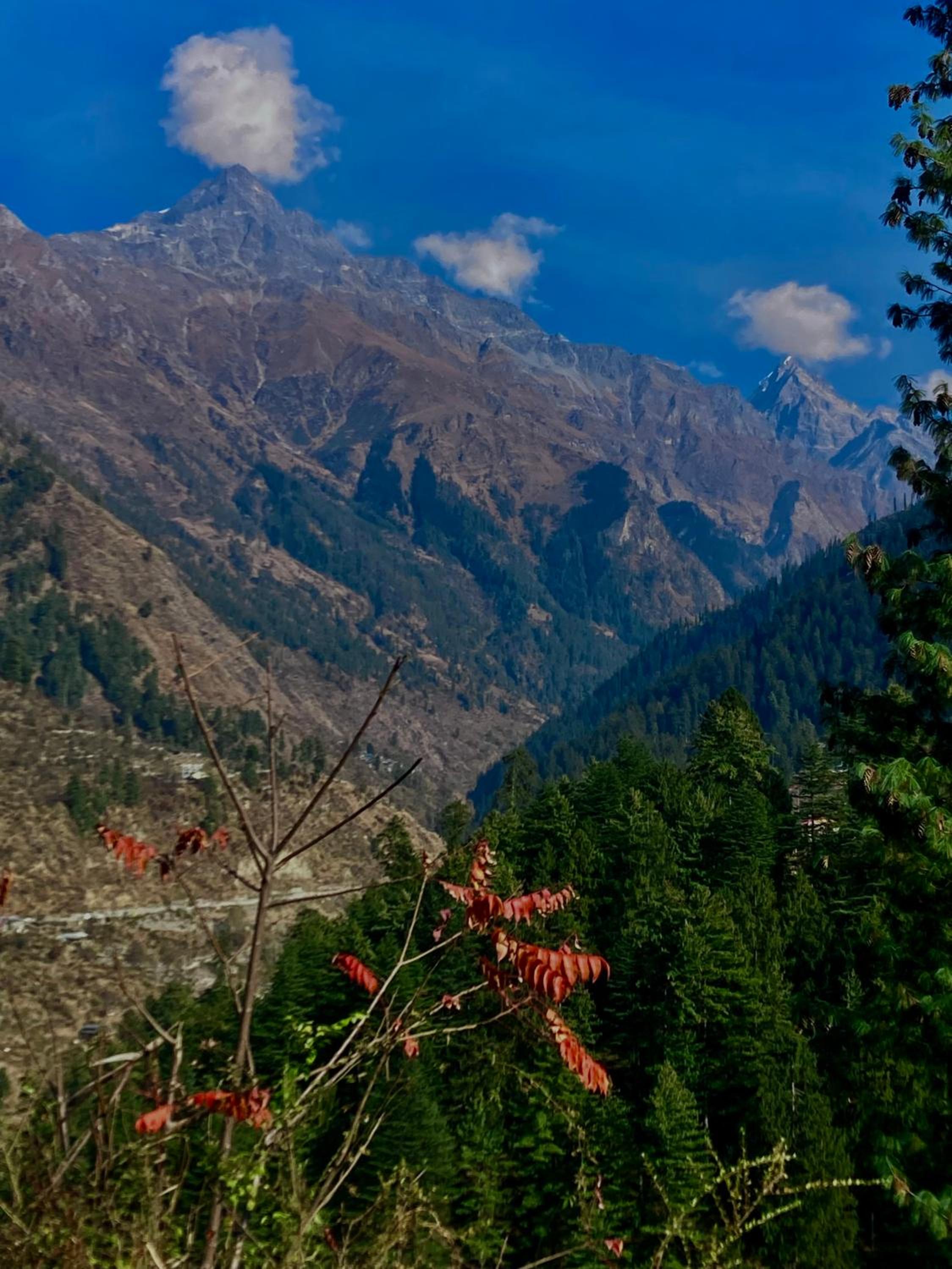 Pulga In view 2