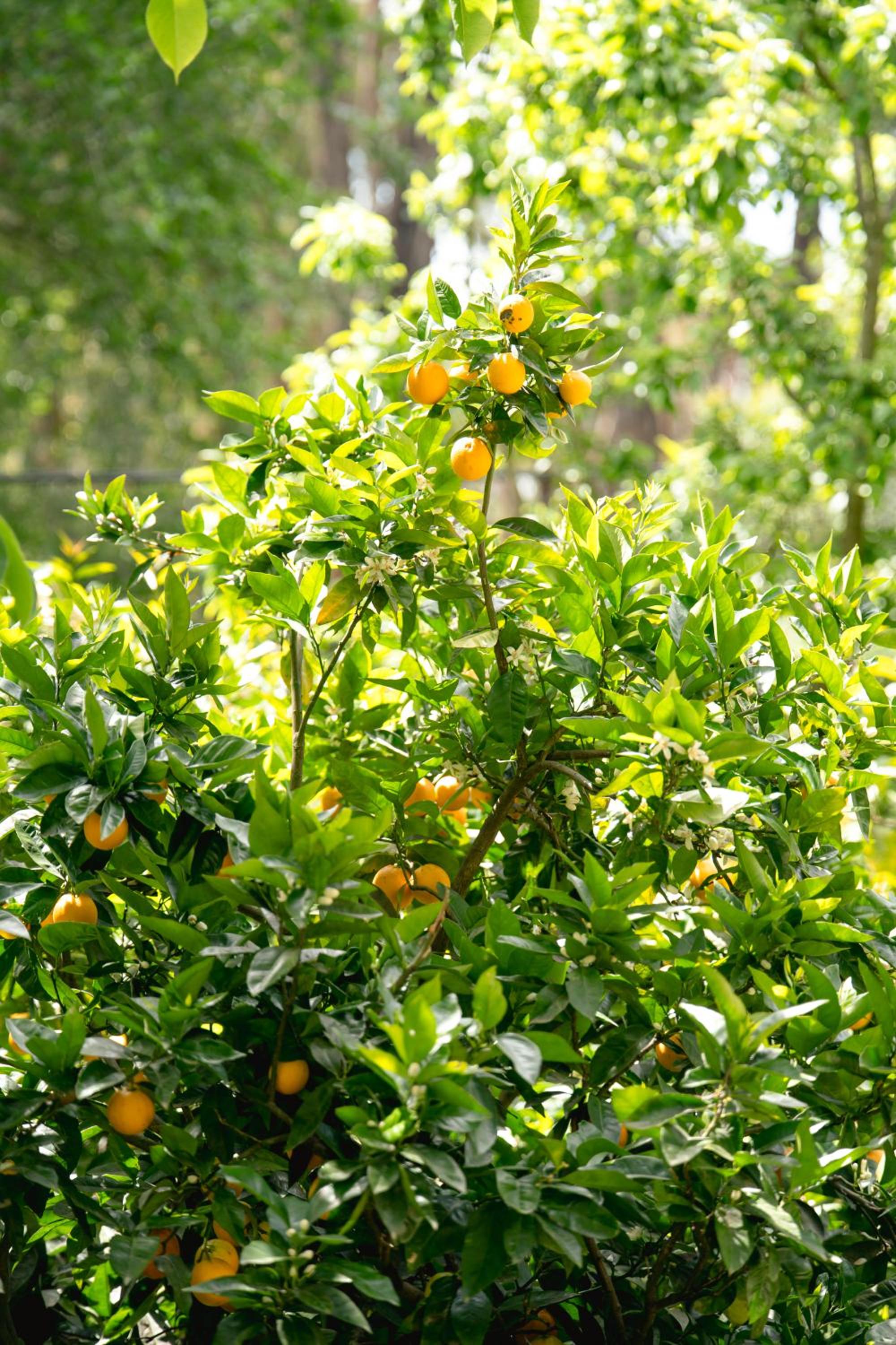 Sunshine Forest Garden