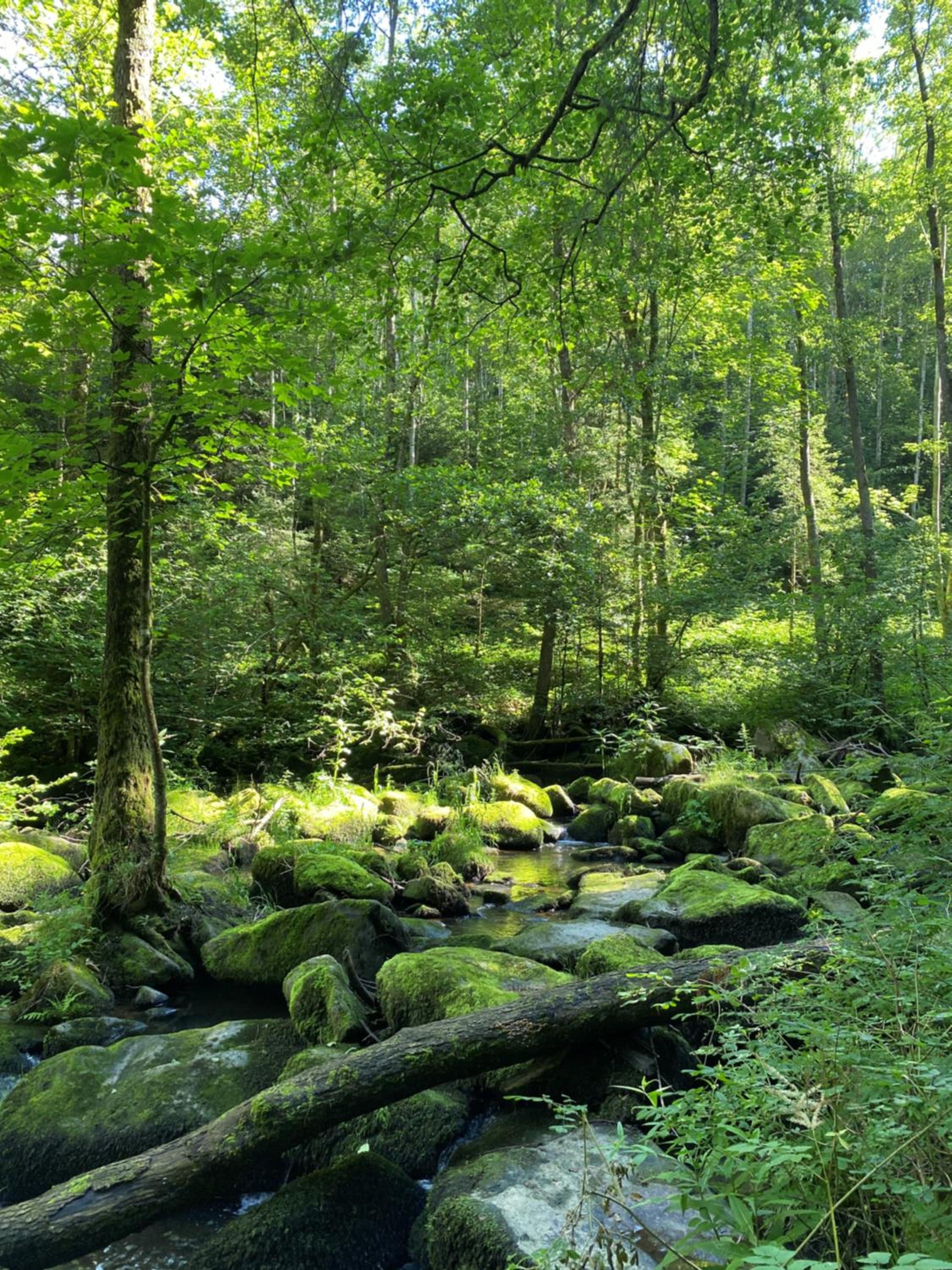 Ferienwohnung Zauberwald