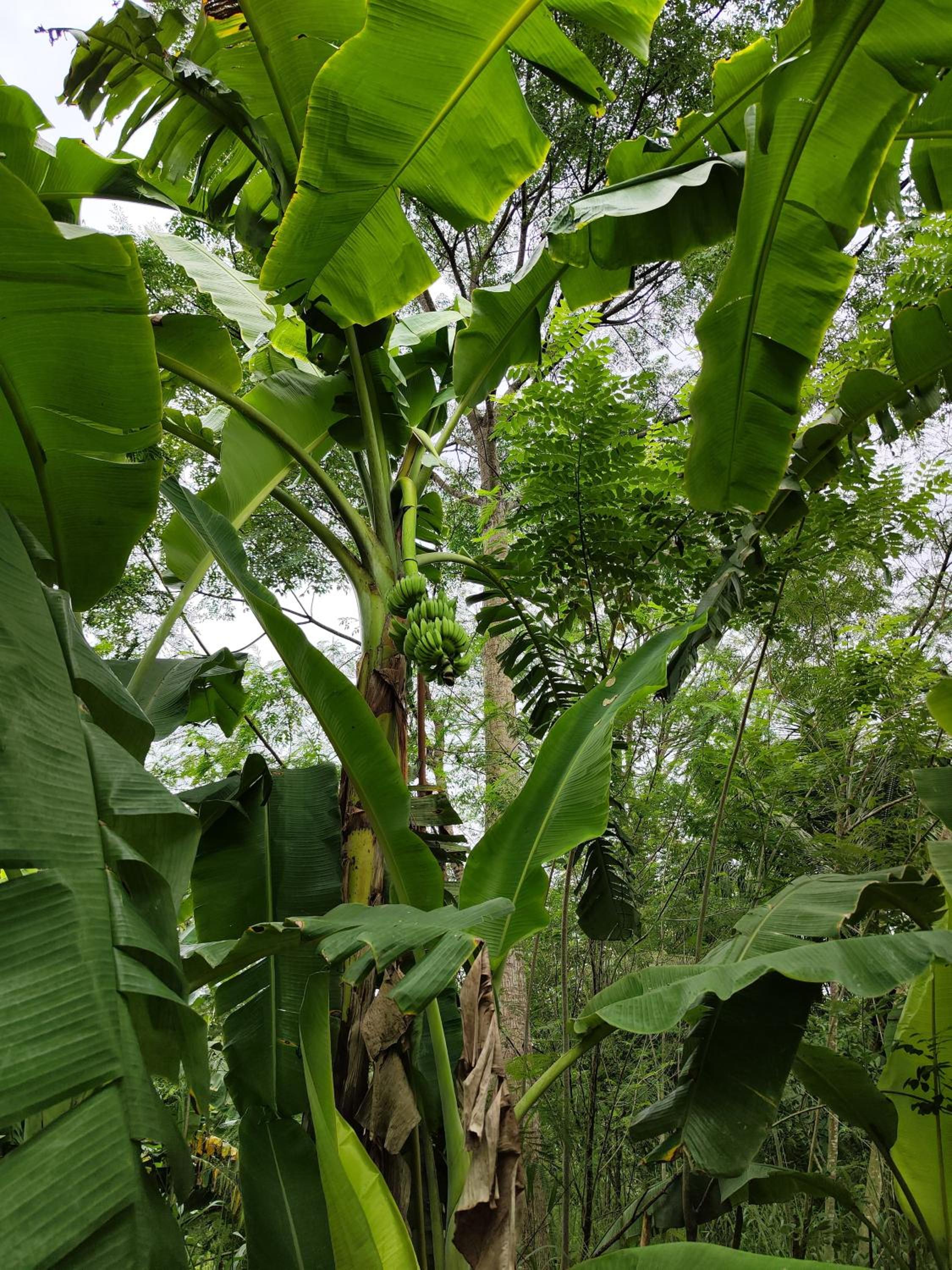 Banana Shade Cottage