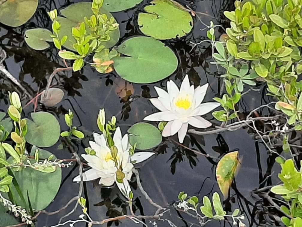 L'Echappee Belle - lake and SPA