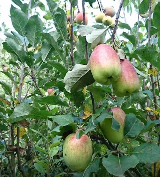 Cabinas las Manzanas Bed y Breakfast