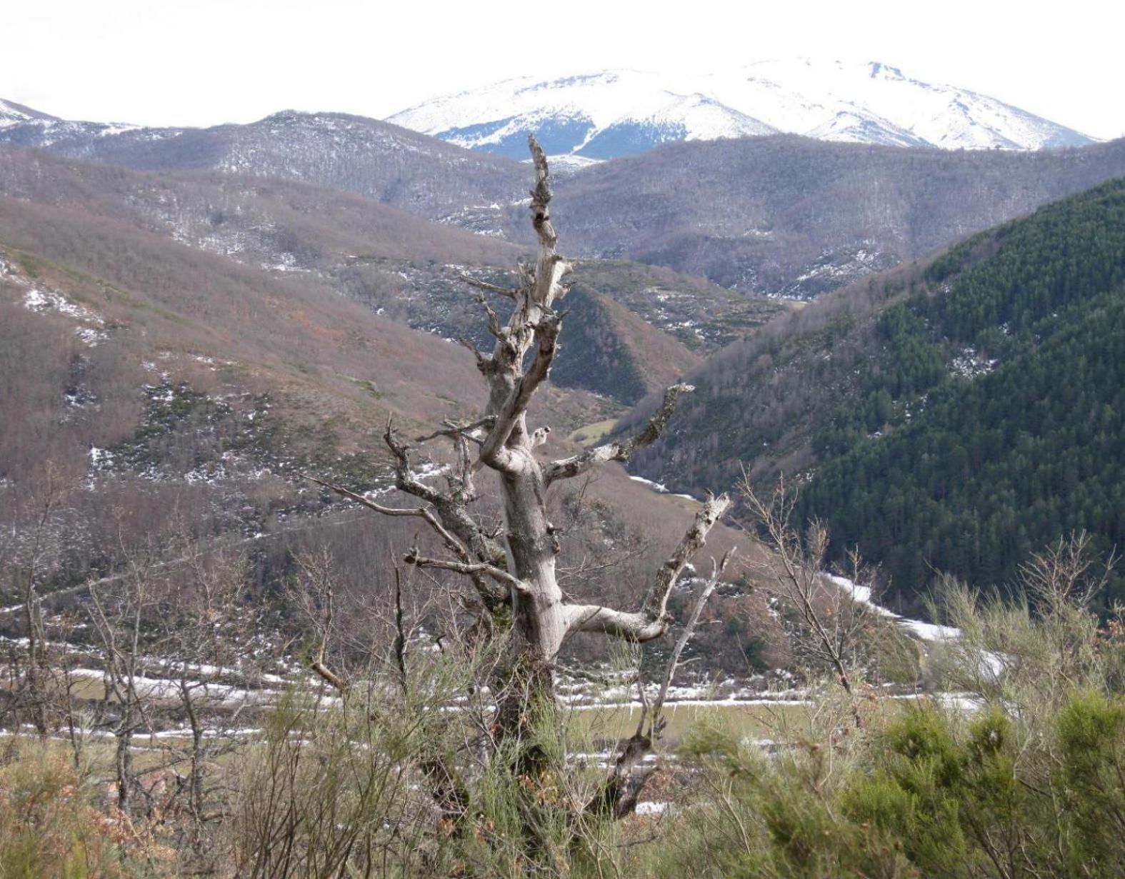 Aldaron