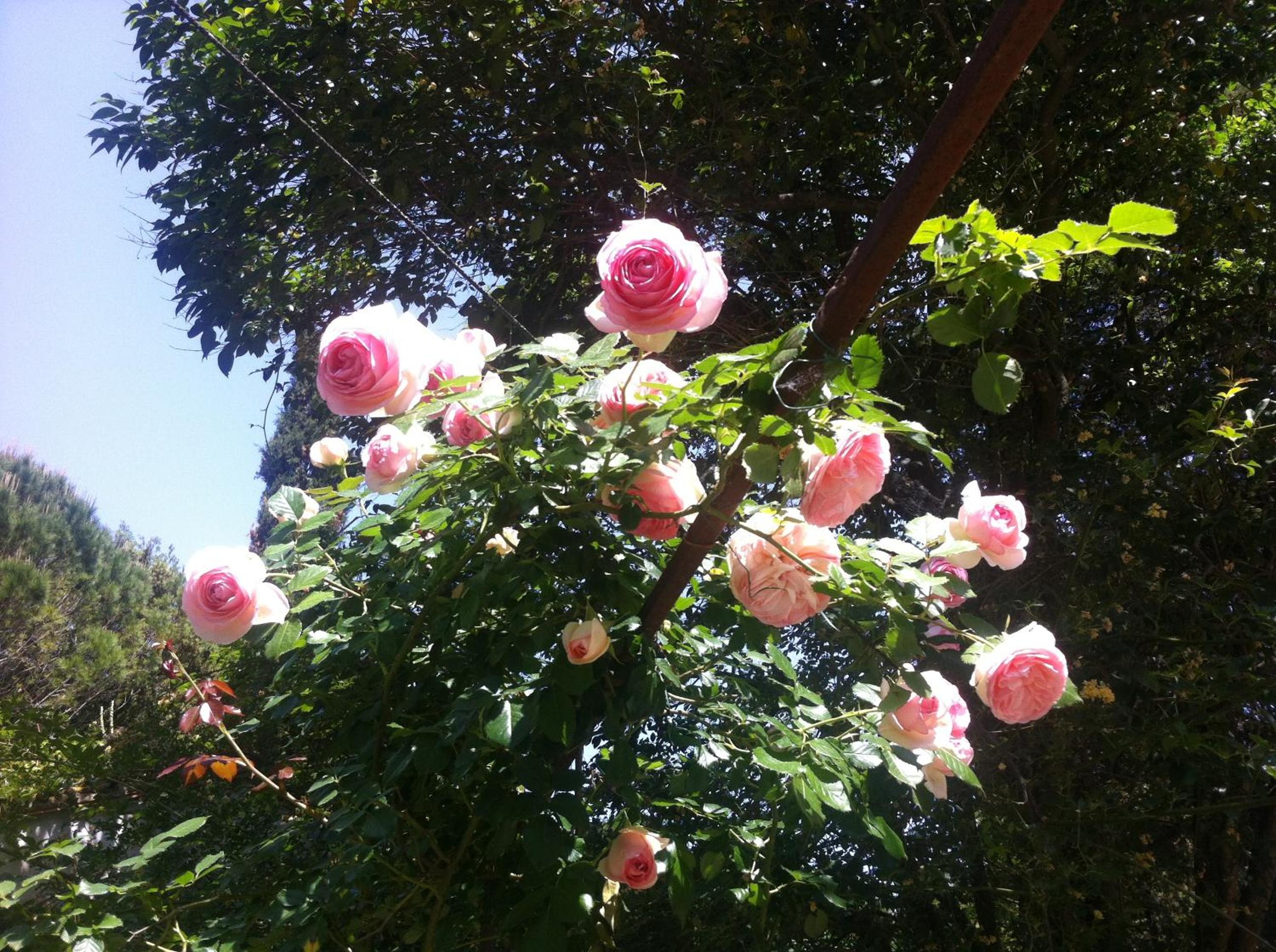 Villa Arianna B&B