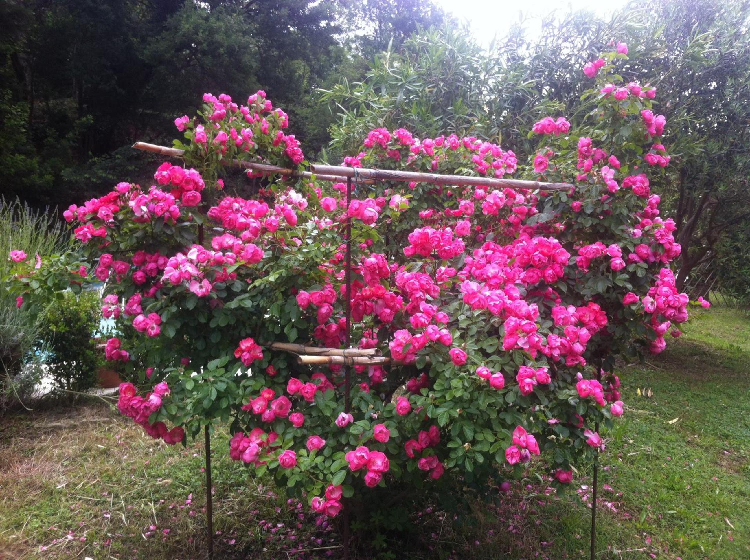 Villa Arianna B&B