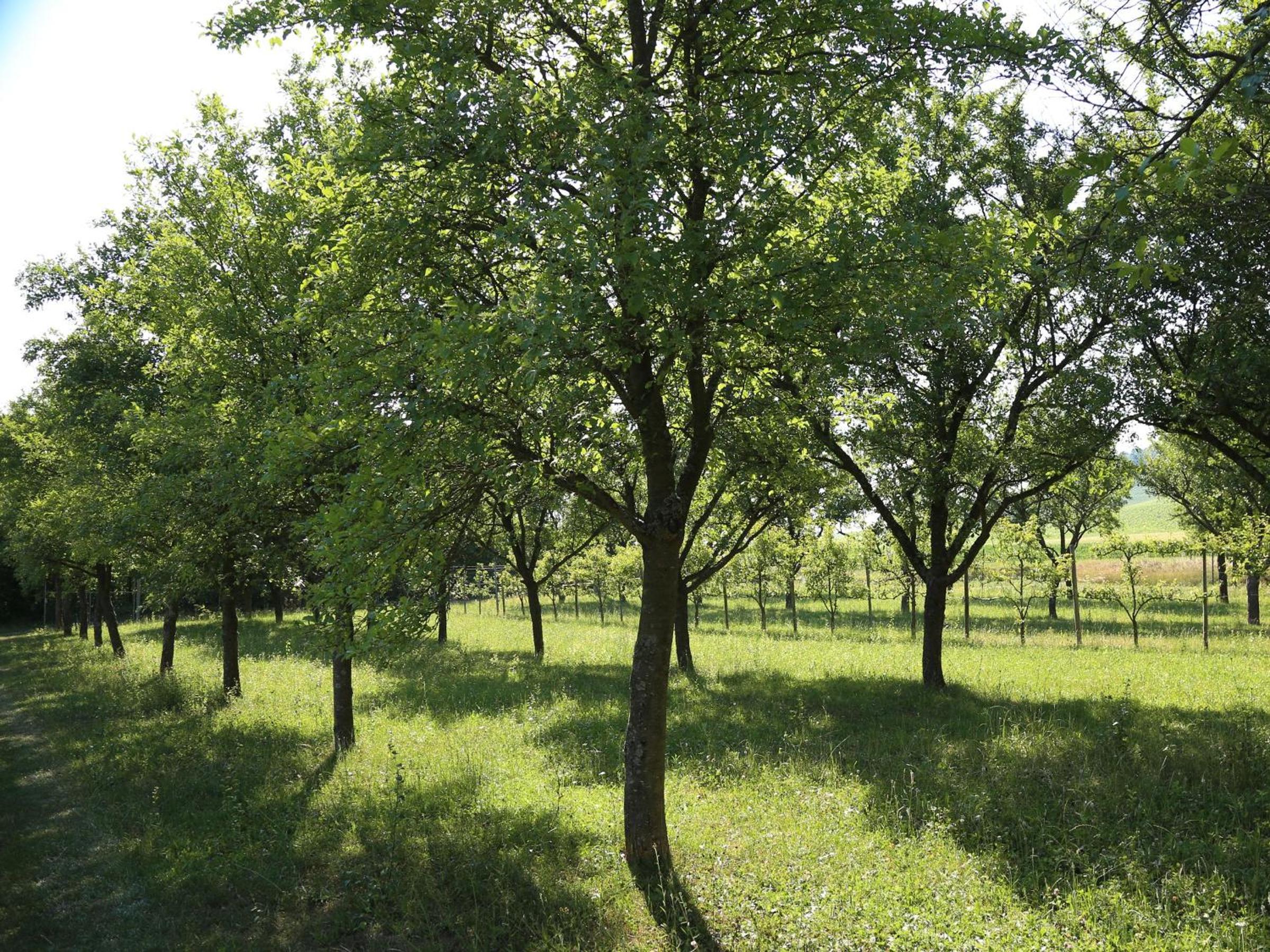 Winzerhof Düring